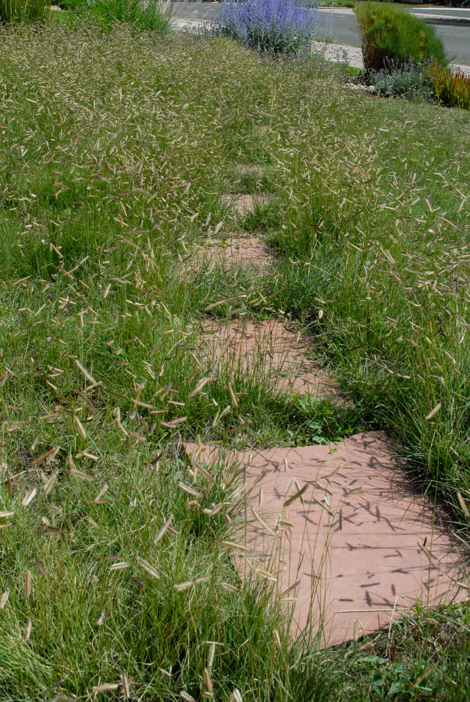 Southwest Spin Xeriscape